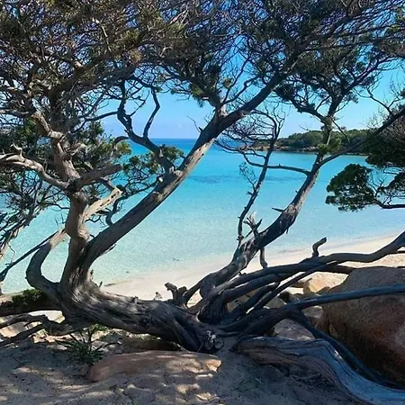 Aho * Alghero
